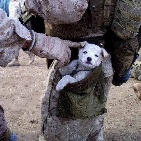 Paracord Uses - Leash for an Adorable Dog